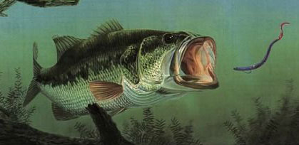 smallmouth bass wallpaper